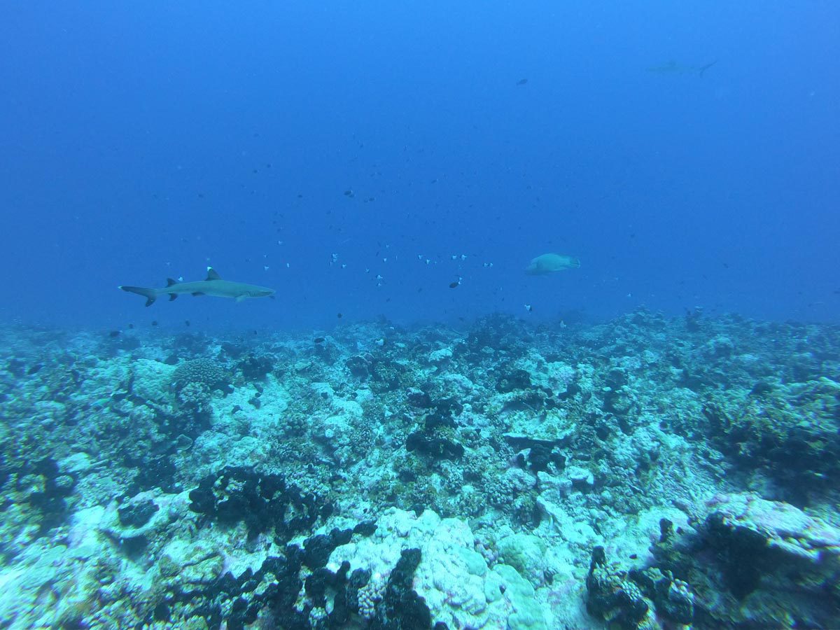 Diving-in-Fakarava-North-French-Polyensia-white-tip-reef-shark