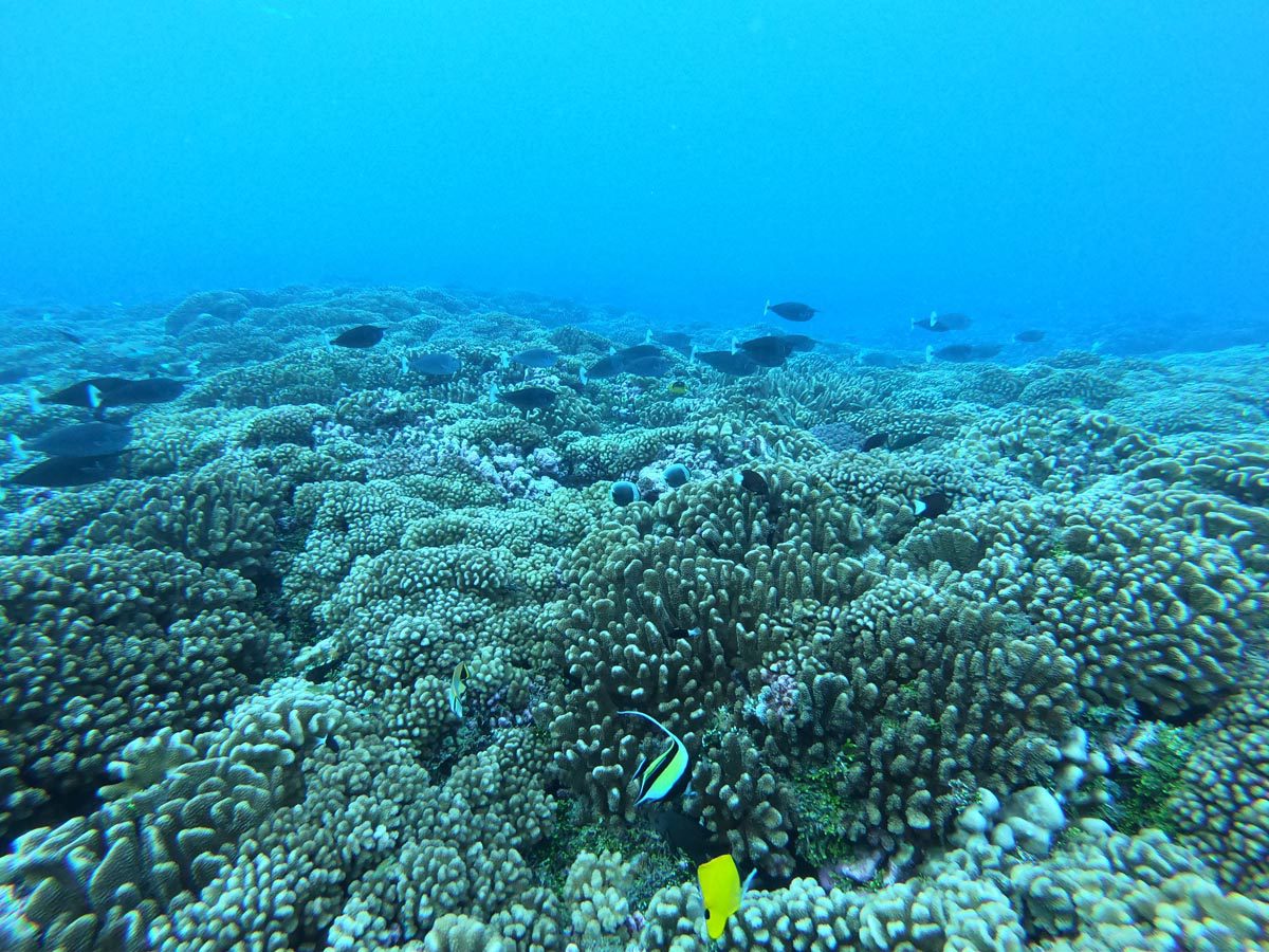 Diving-in-Fakarava-South-French-Polynesia-coral-reef