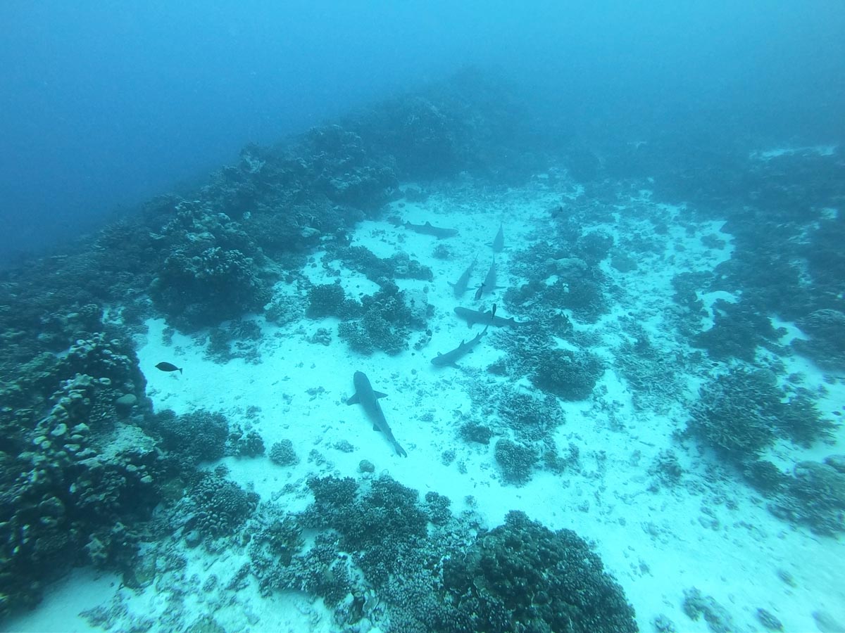 Diving-in-Fakarava-South-French-Polynesia-nurse-sharks-sleeping