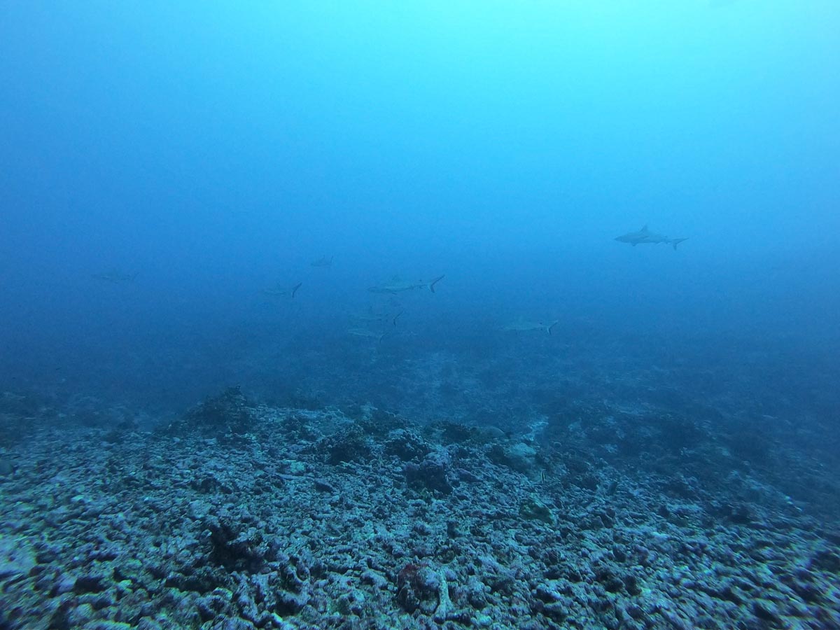 Diving-in-Fakarava-South-French-Polynesia-shark-wall-2