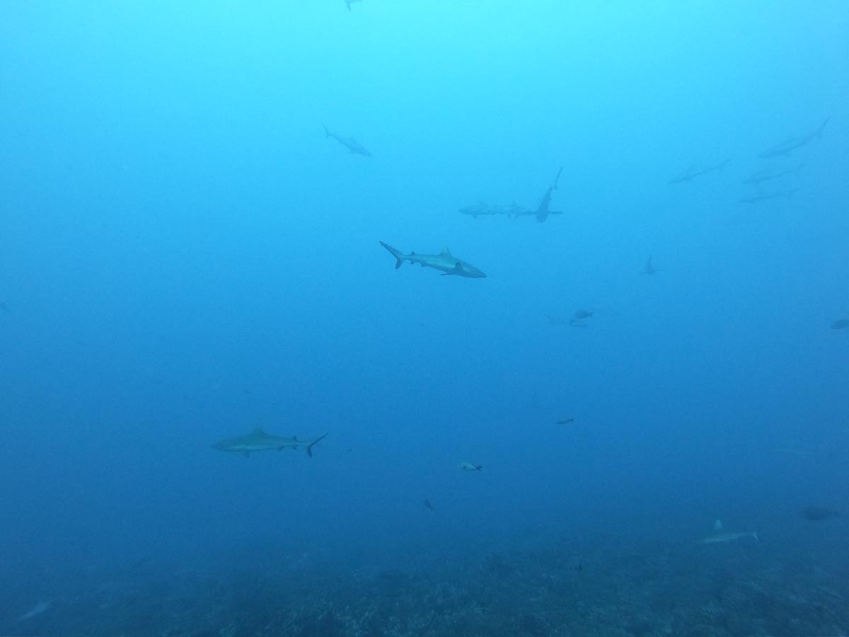 Diving-in-Fakarava-South-French-Polynesia-shark-wall