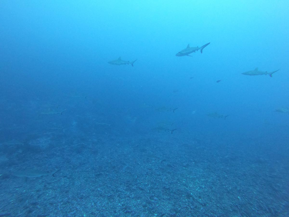 Diving-in-Fakarava-South-French-Polynesia-wall-of-sharks