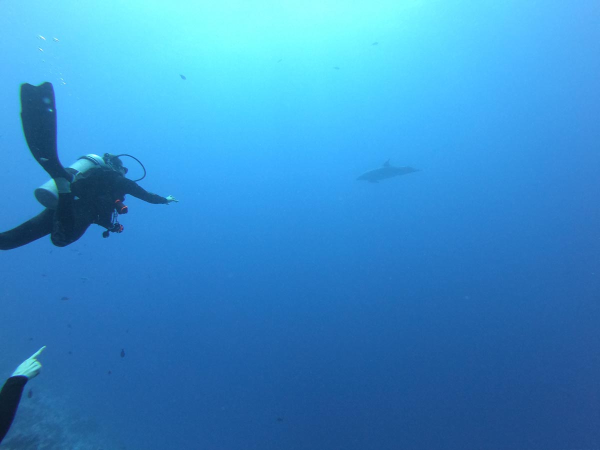 Diving in Rangiroa French Polynesia - Tiputa Pass - dolphin