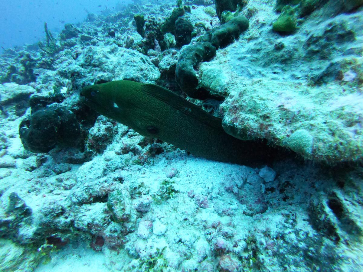 Diving in Rangiroa French Polynesia - Tiputa Pass - eel