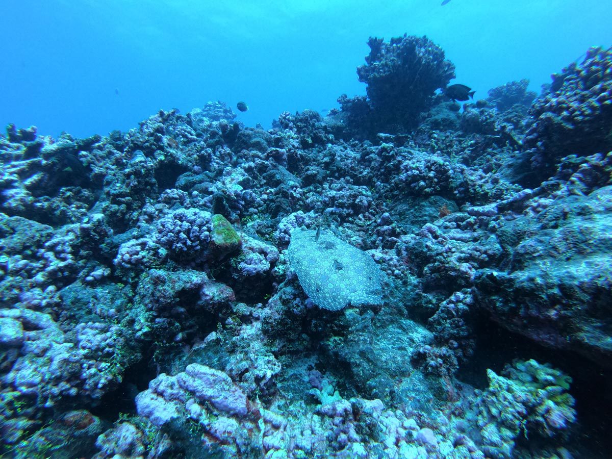 Diving in Rangiroa French Polynesia - Tiputa Pass - flat fish