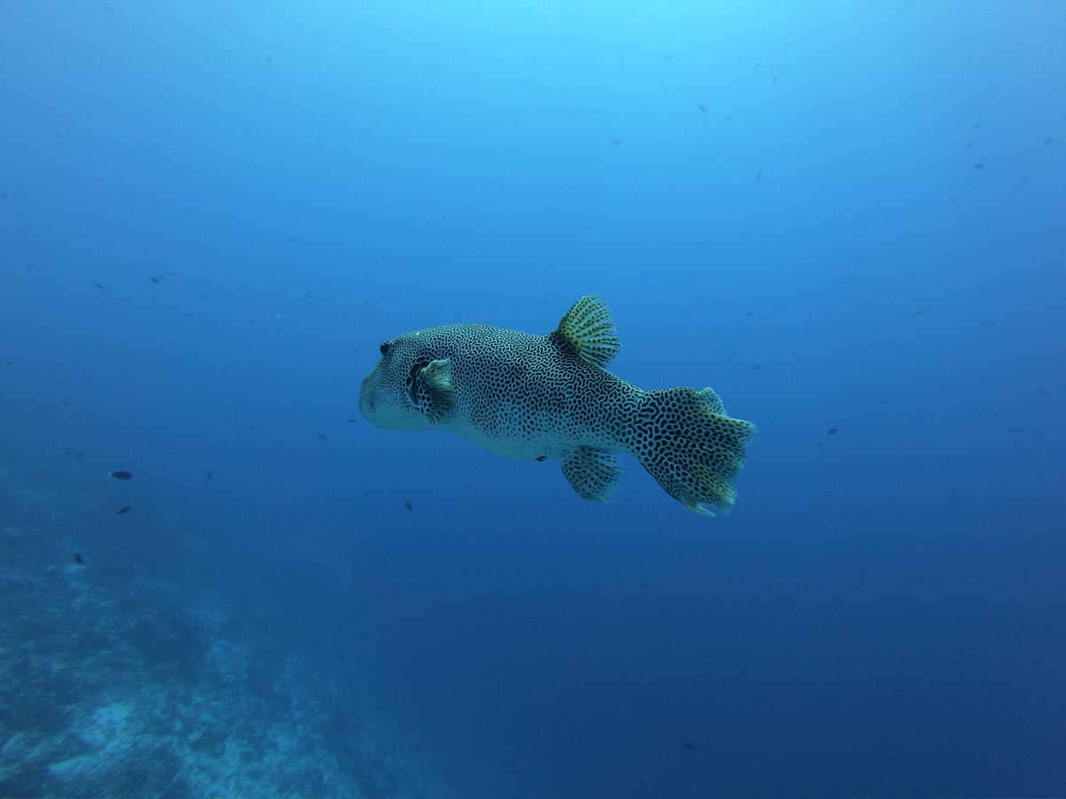 Diving in Rangiroa French Polynesia - Tiputa Pass - pufferfish