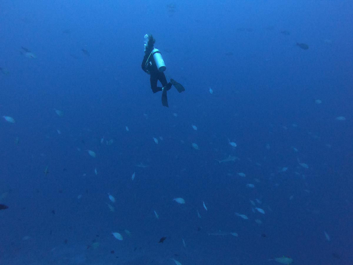 Diving in Rangiroa French Polynesia - Tiputa Pass - sharks