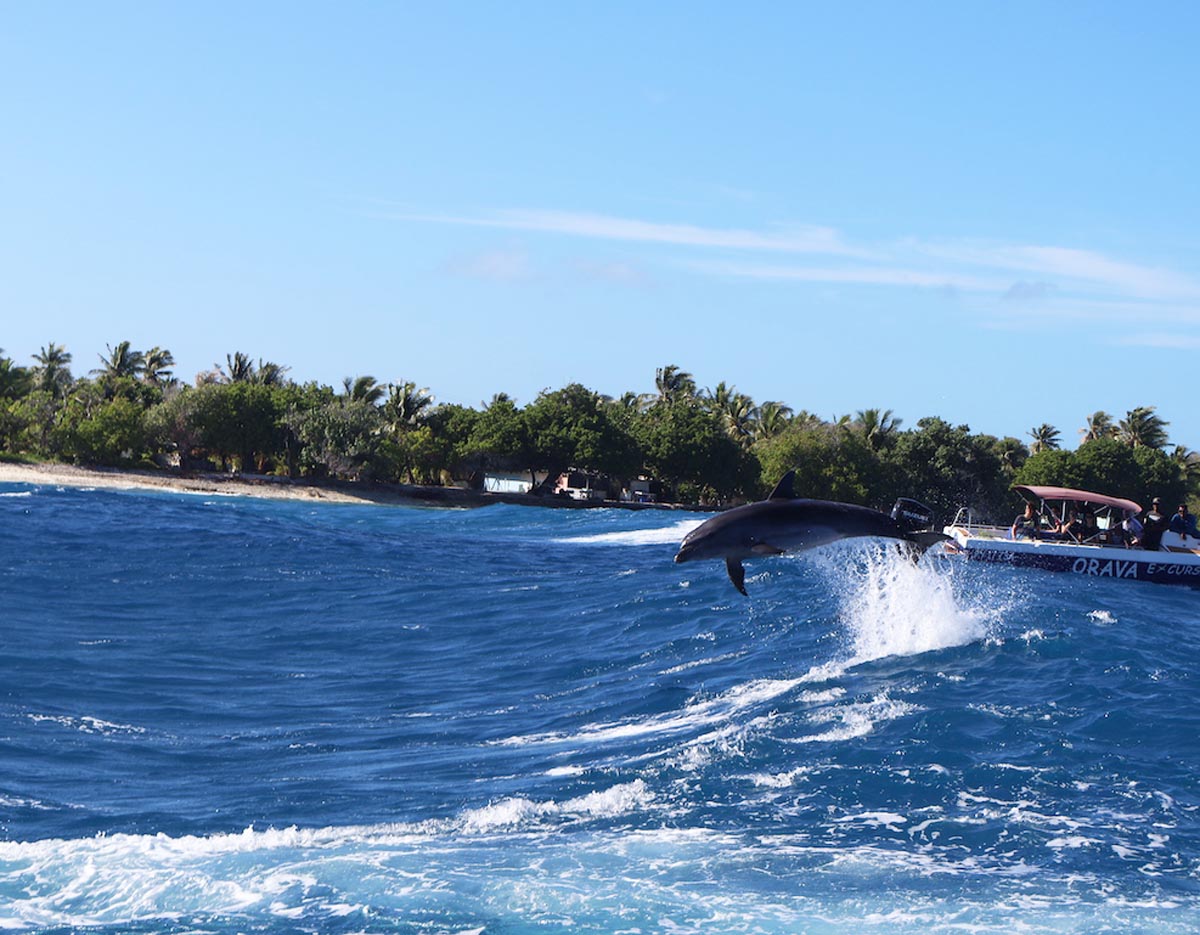 Dolphin jumping in the pass - Rangiroa French Polynesia 2