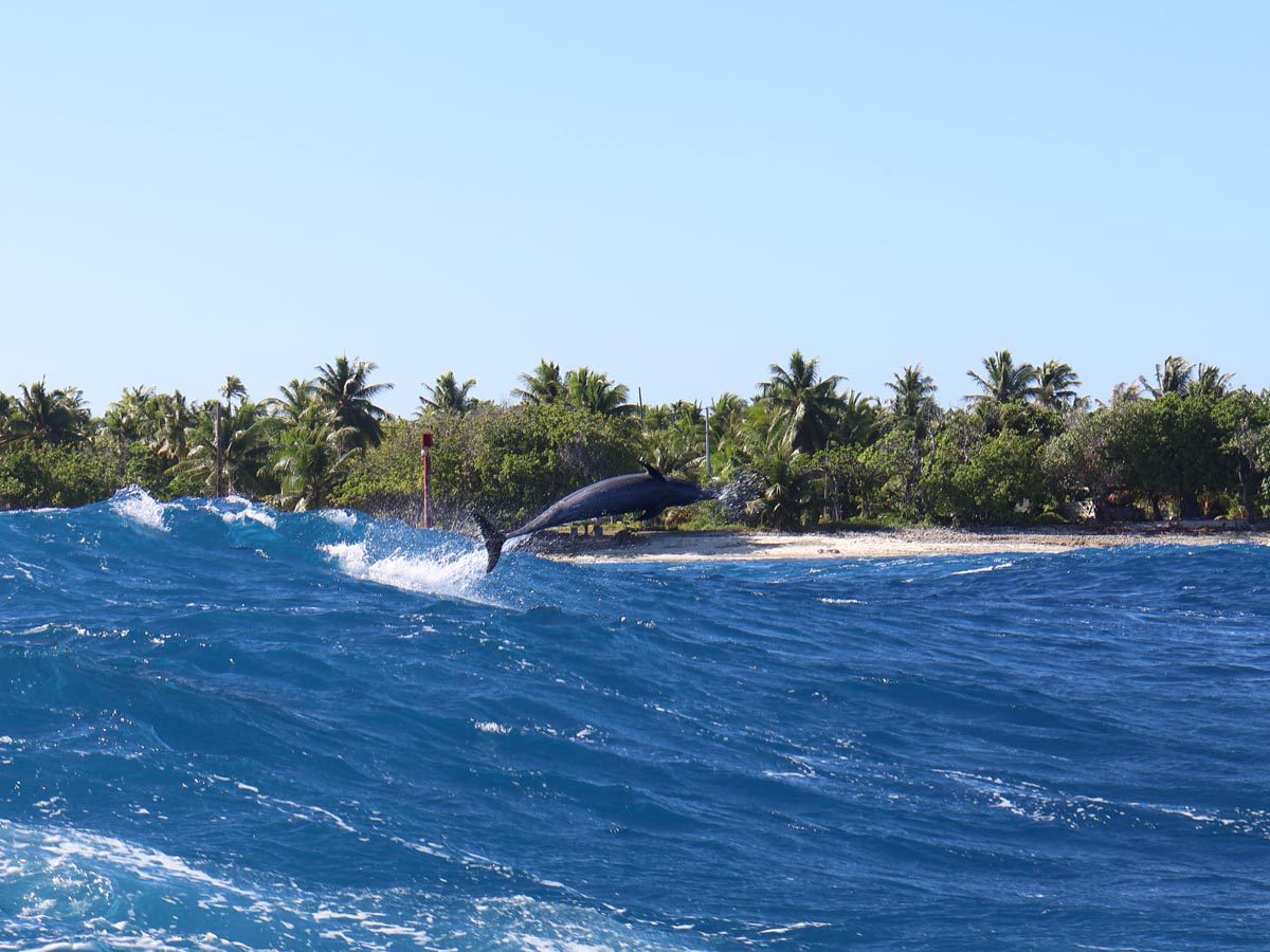 Dolphin jumping in the pass - Rangiroa French Polynesia