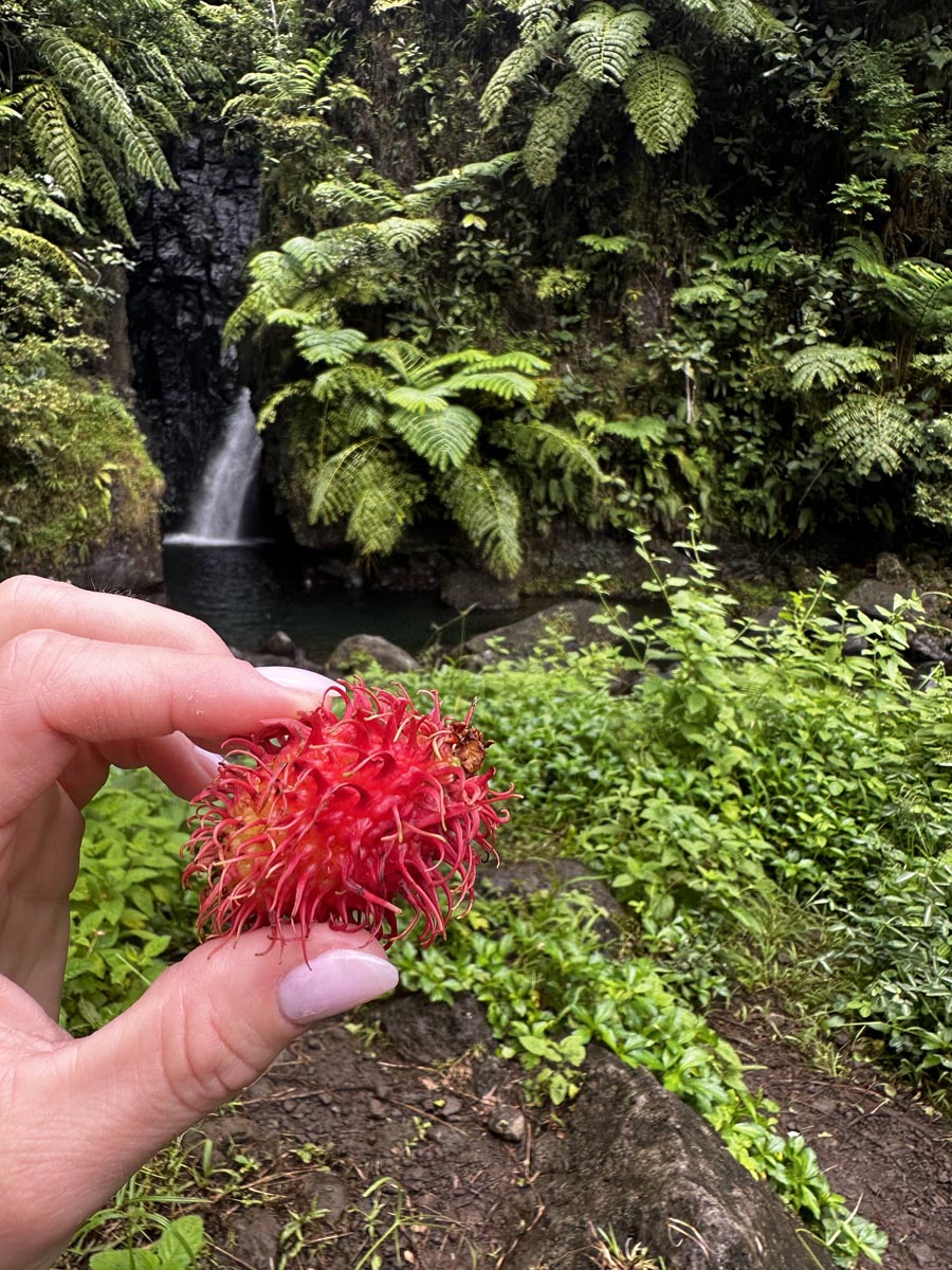 Faraura Valley Hike Tahiti - rambutan