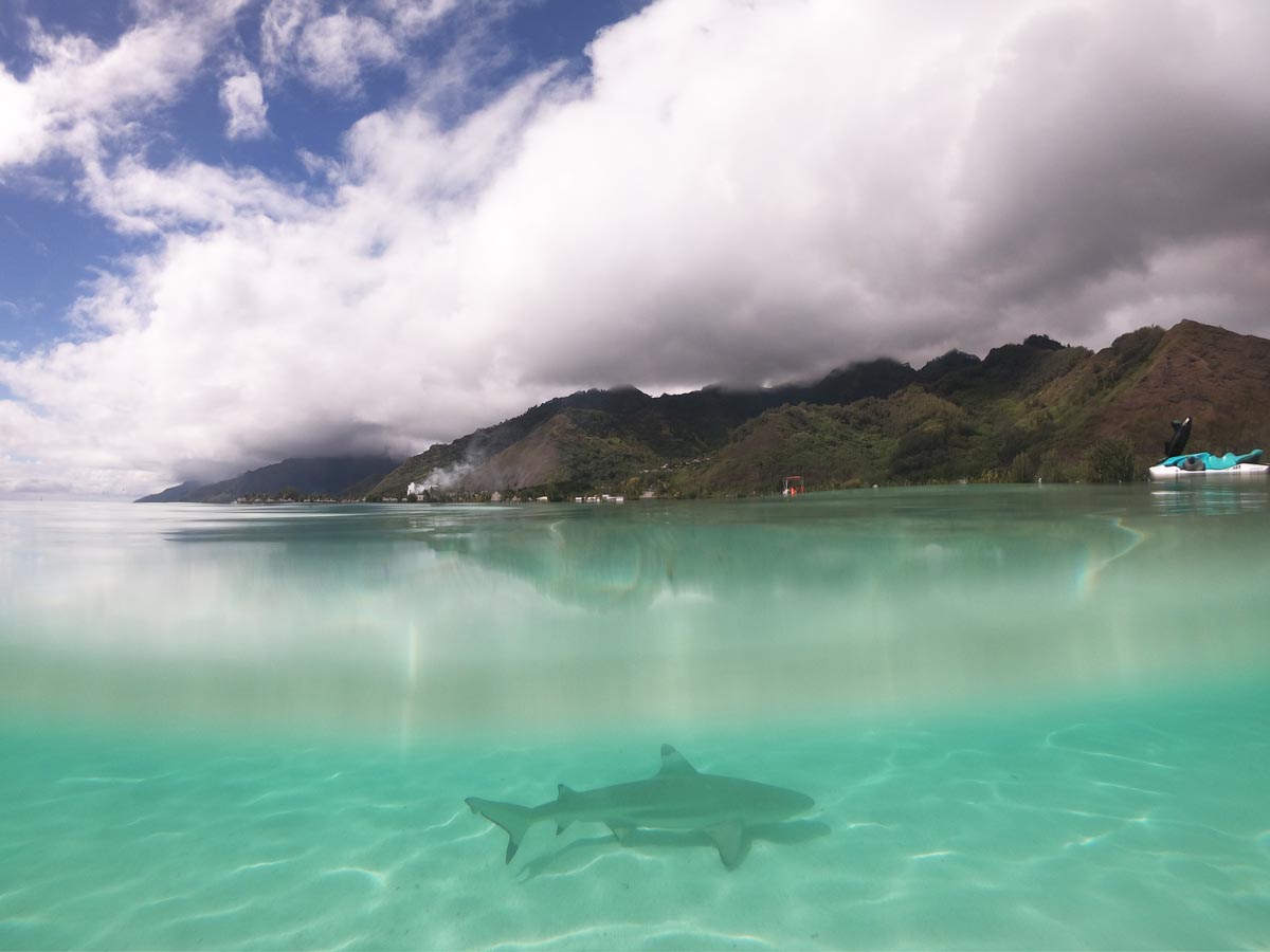 Moorea-jet-ski-tour-shark-underwater