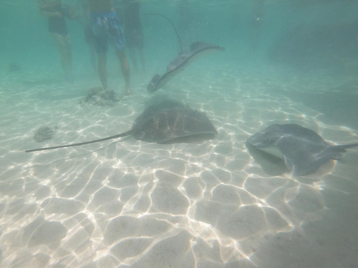 Moorea-jet-ski-tour-stingrays-in-the-water