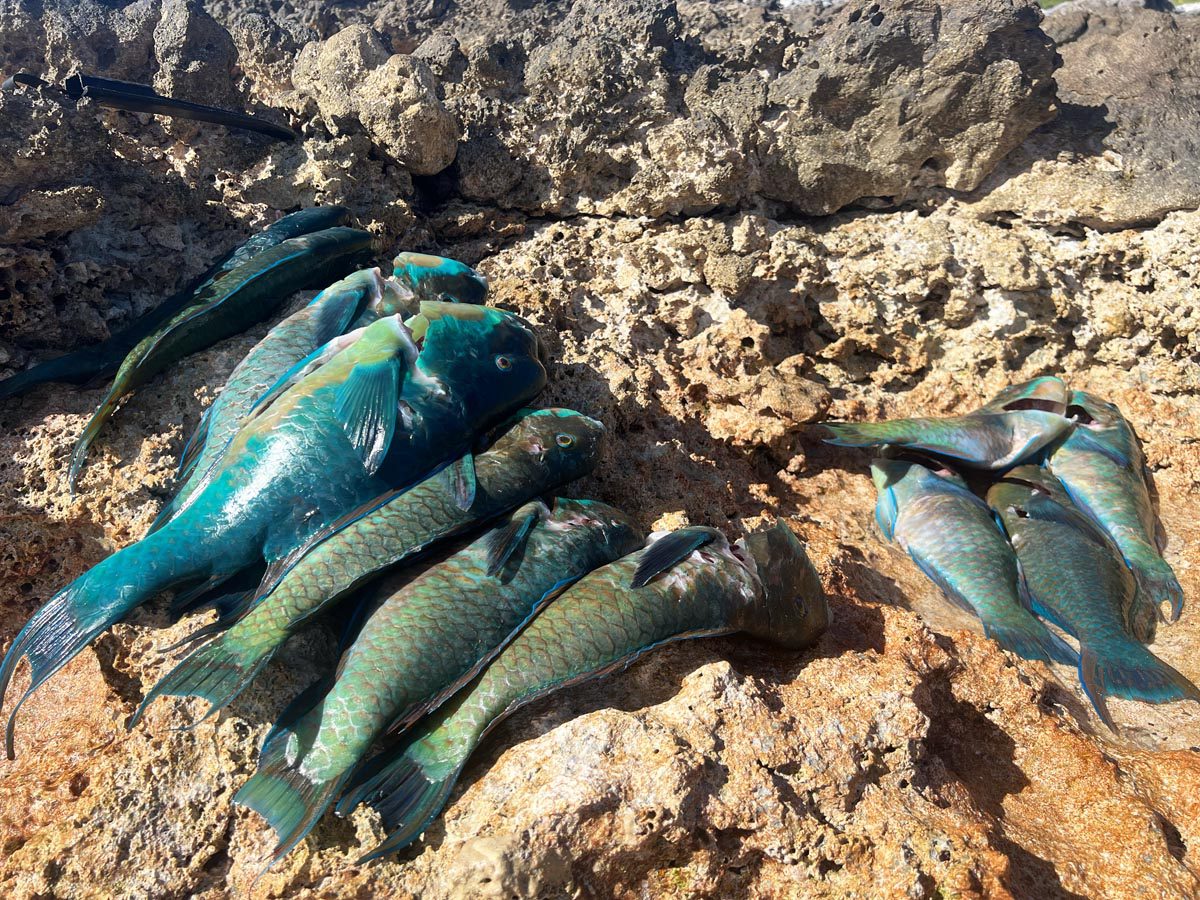 Parrot fish - Fakarava North - French Polynesia