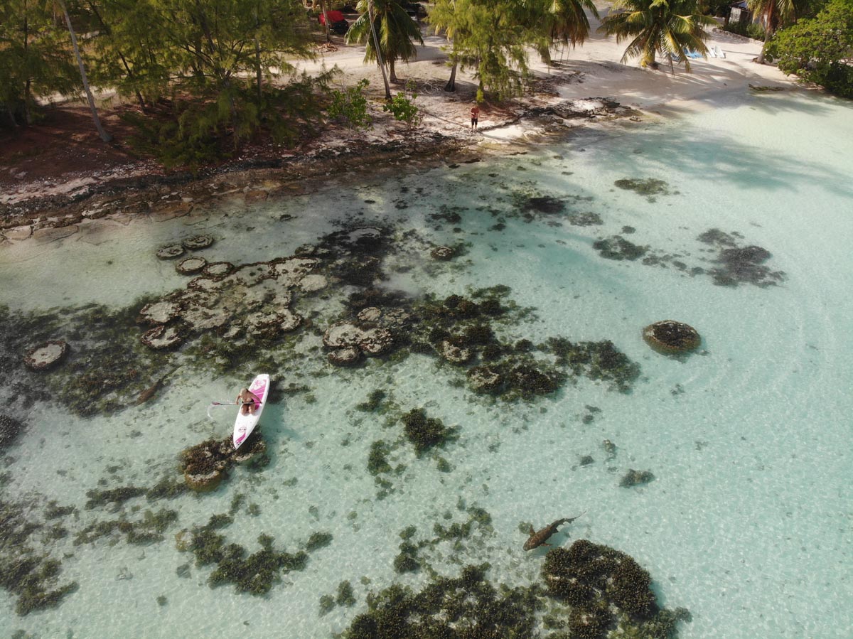 Pension-Havaiki-Lodge-Fakarava-North-French-Polyensia-Ella-paddling-with-sharks