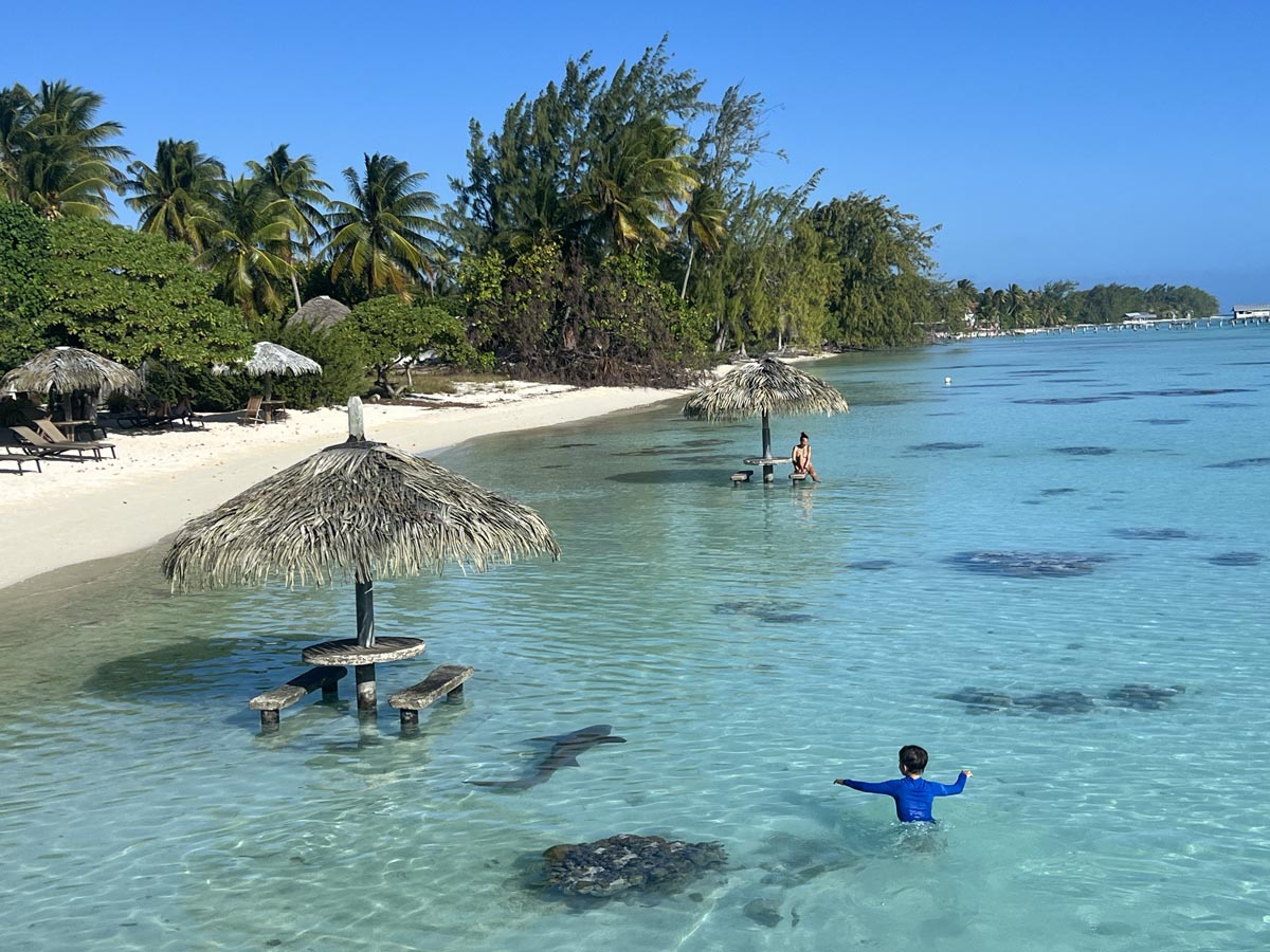 Pension Havaiki Lodge - Fakarava North - French Polyensia - child spotting shark