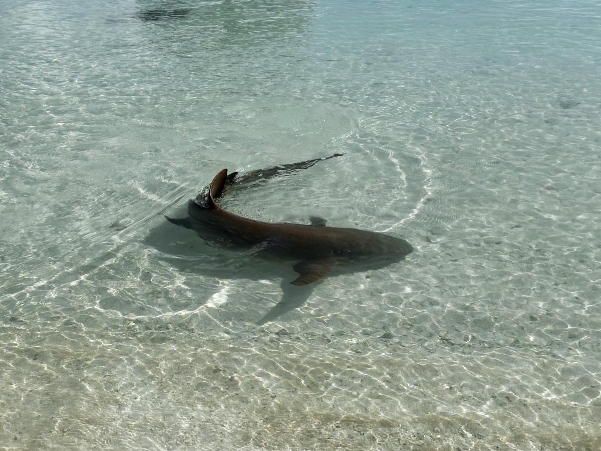 Pension Havaiki Lodge - Fakarava North - French Polyensia - shark