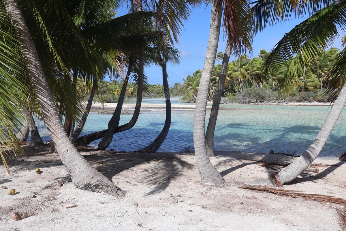 Reef Island - Rangiroa - French Polynesia - coconut trees