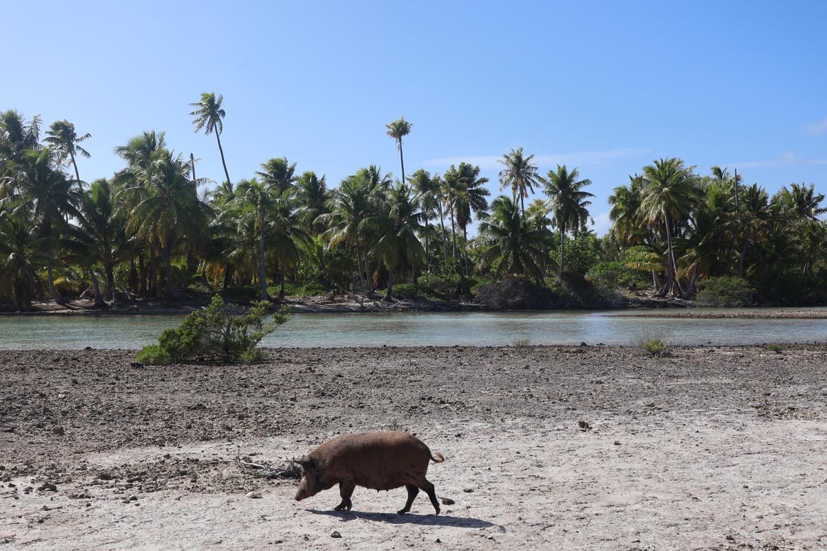 Reef Island - Rangiroa - French Polynesia - pig