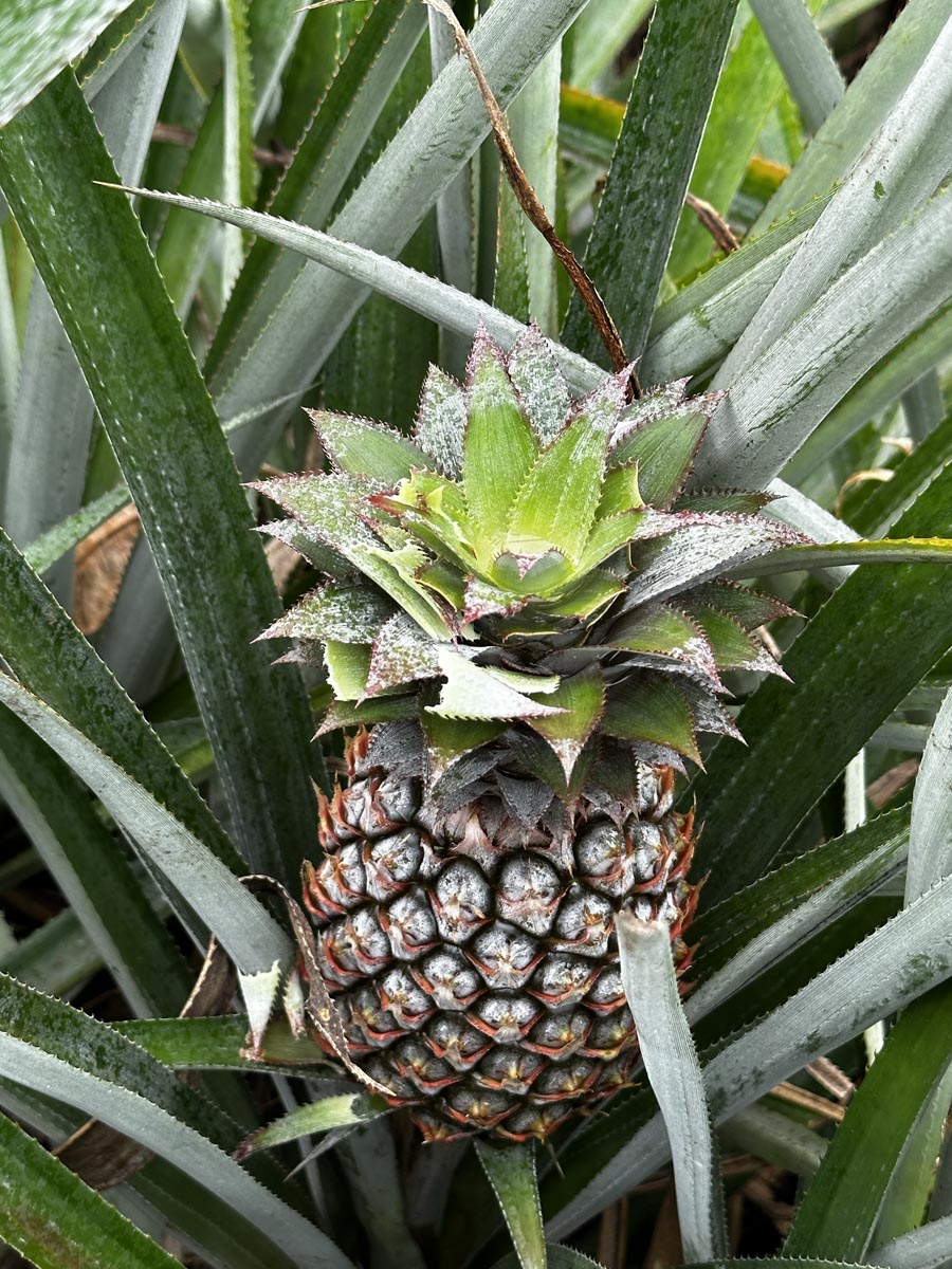 Small pineapple on the pineapple route - Moorea 2
