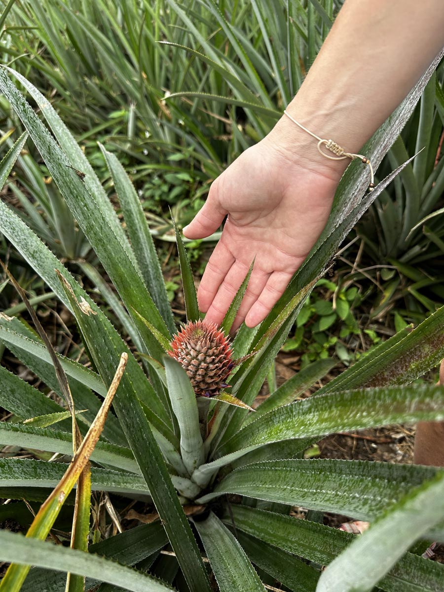 Small pineapple on the pineapple route - Moorea