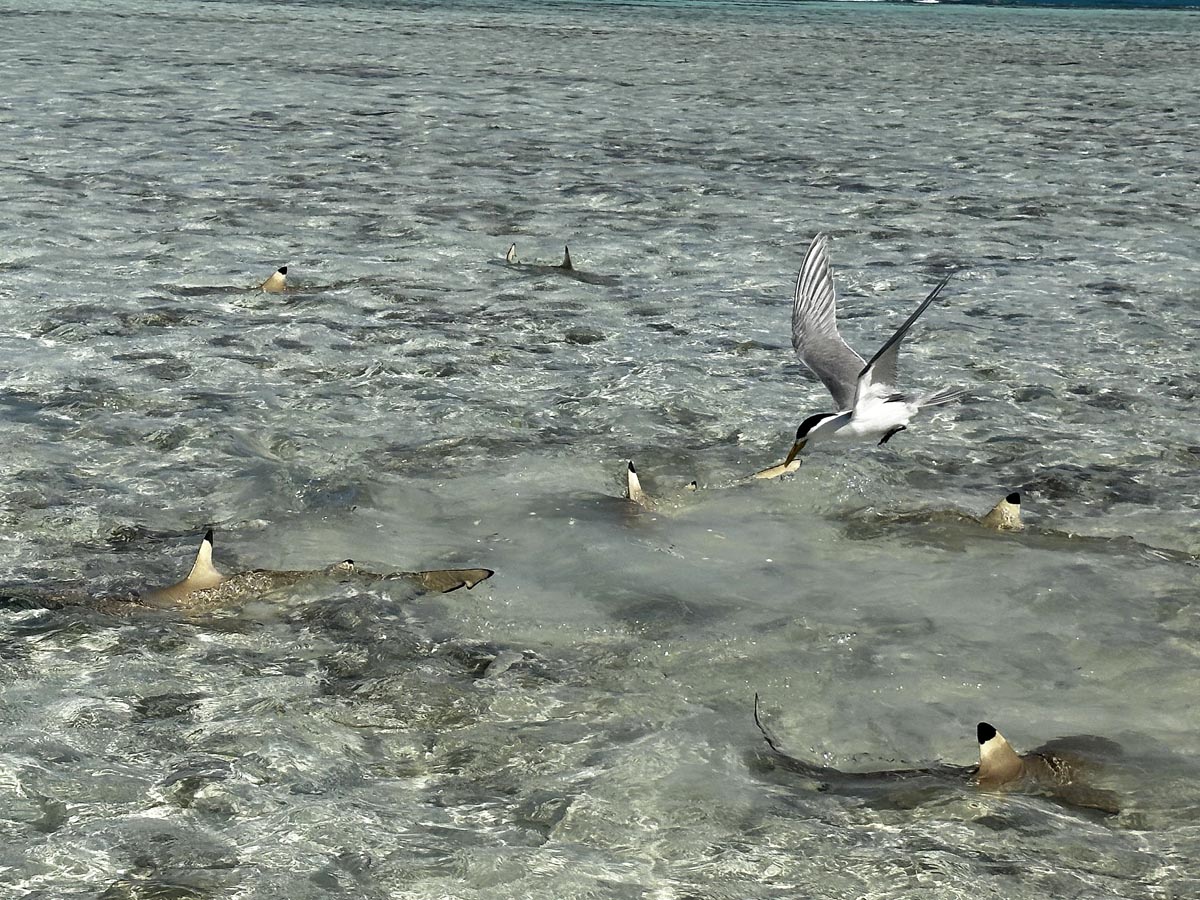 The Blue Lagoon Rangiroa - bird and sharks