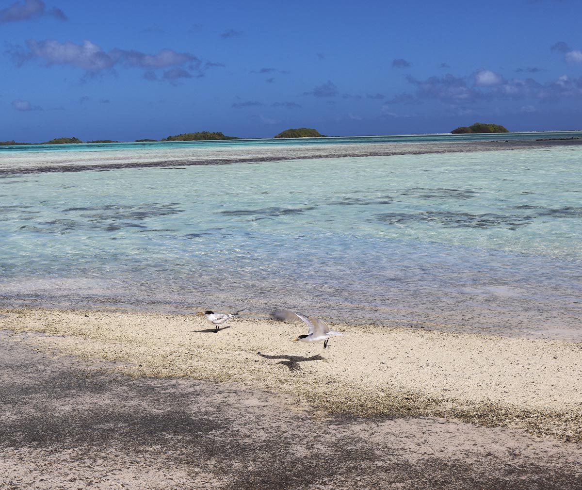 The Blue Lagoon Rangiroa - birds