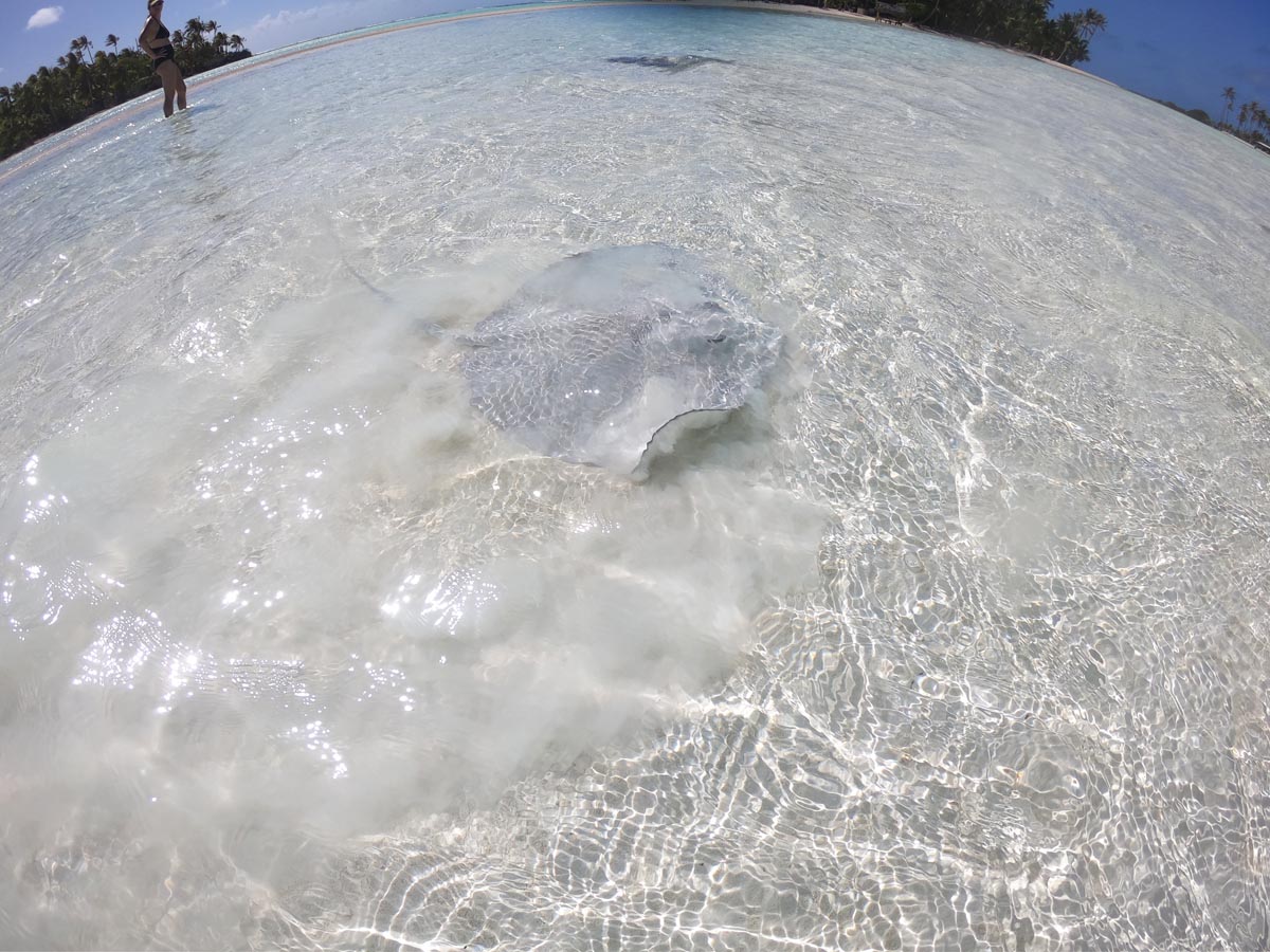 The Blue Lagoon Rangiroa - stingray