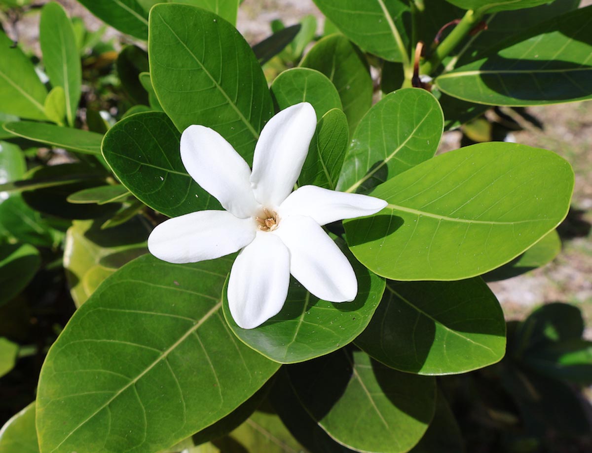 Tiare flower - Rangiroa