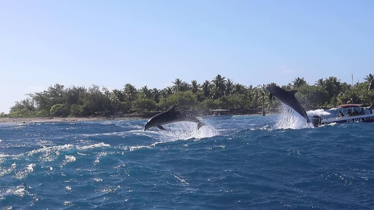 Two dolphins jumping in the air - Rangiroa - French Polynesia