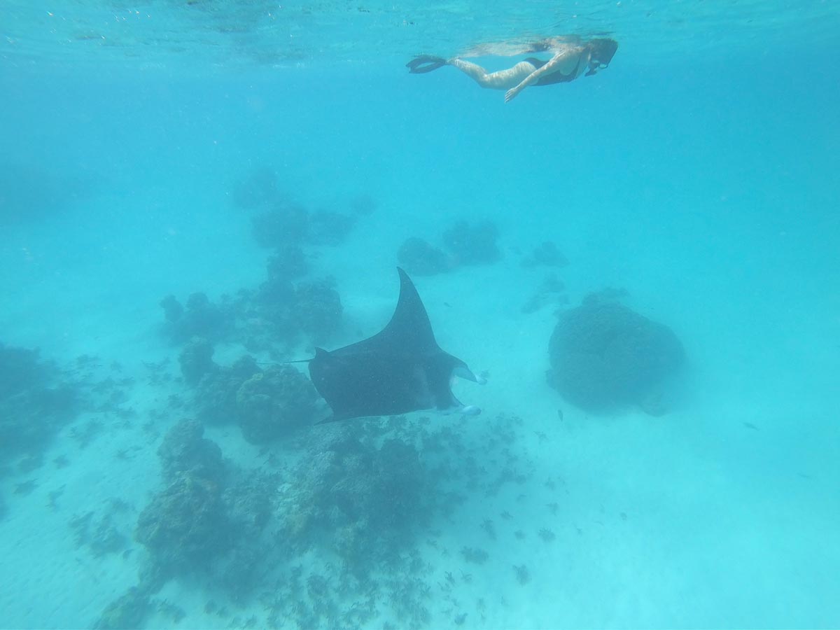 סיור בלגונה של האי מאופיטי - שחייה עם מנטות