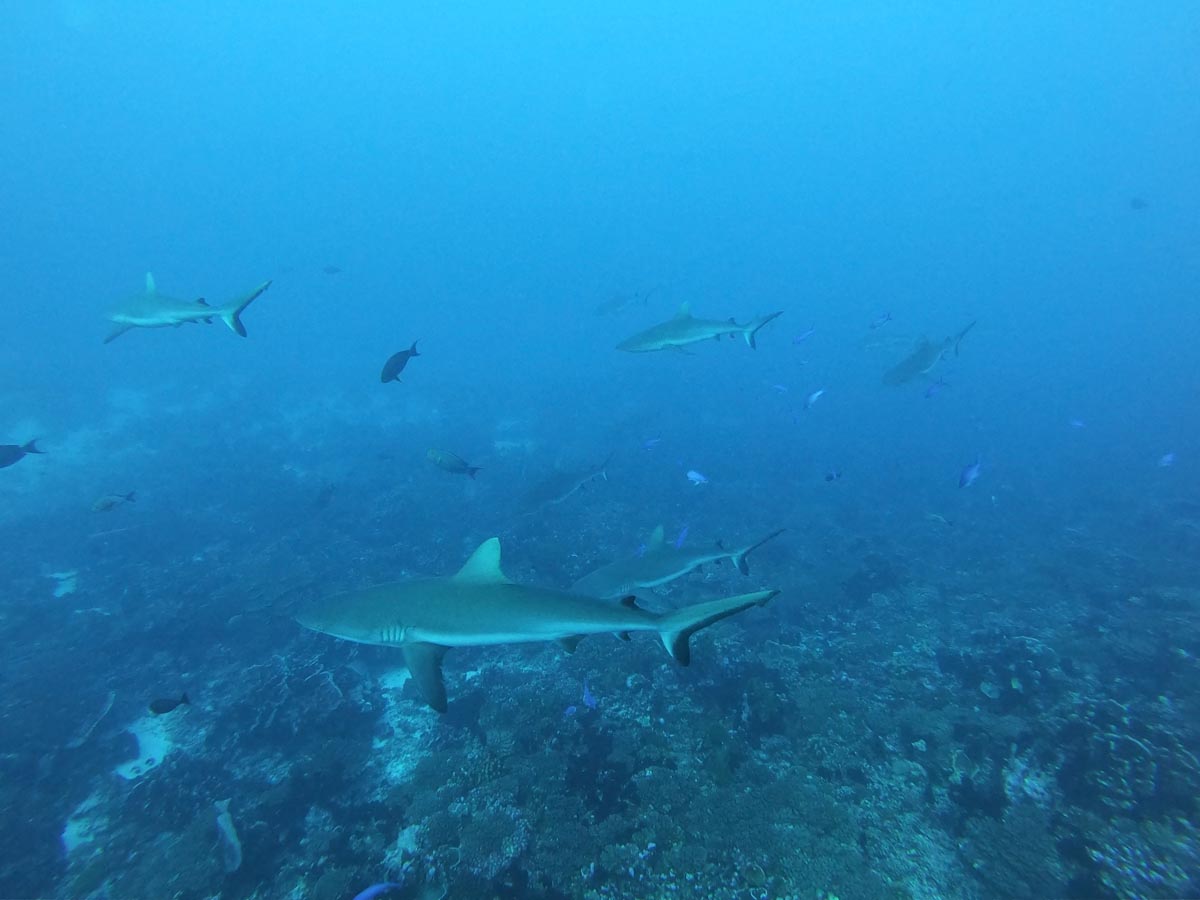 צלילות בפאקאראבה - דרום - פולינזיה הצרפתית - כרישים
