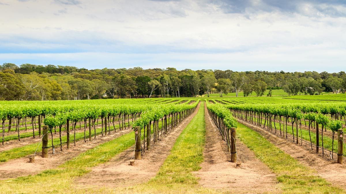 The Best Wine Regions in Australia - Barossa - 1