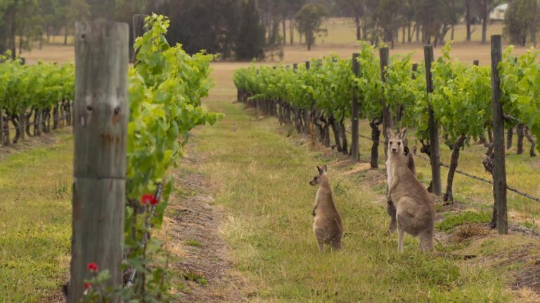 A Guide to The Best Wine Regions in Australia