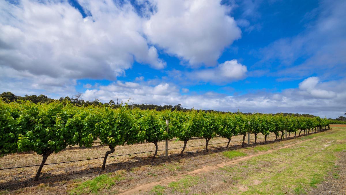 The Best Wine Regions in Australia - Margaret River - 1