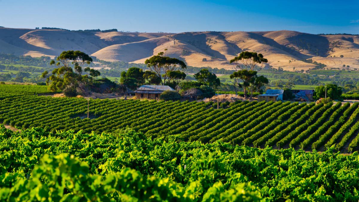 The Best Wine Regions in Australia - Mclaren Vale - 1