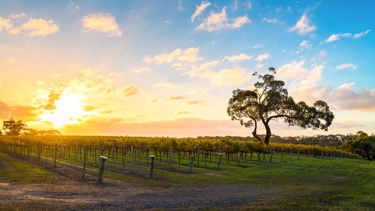 The Best Wine Regions in Australia - Mclaren Vale - 3
