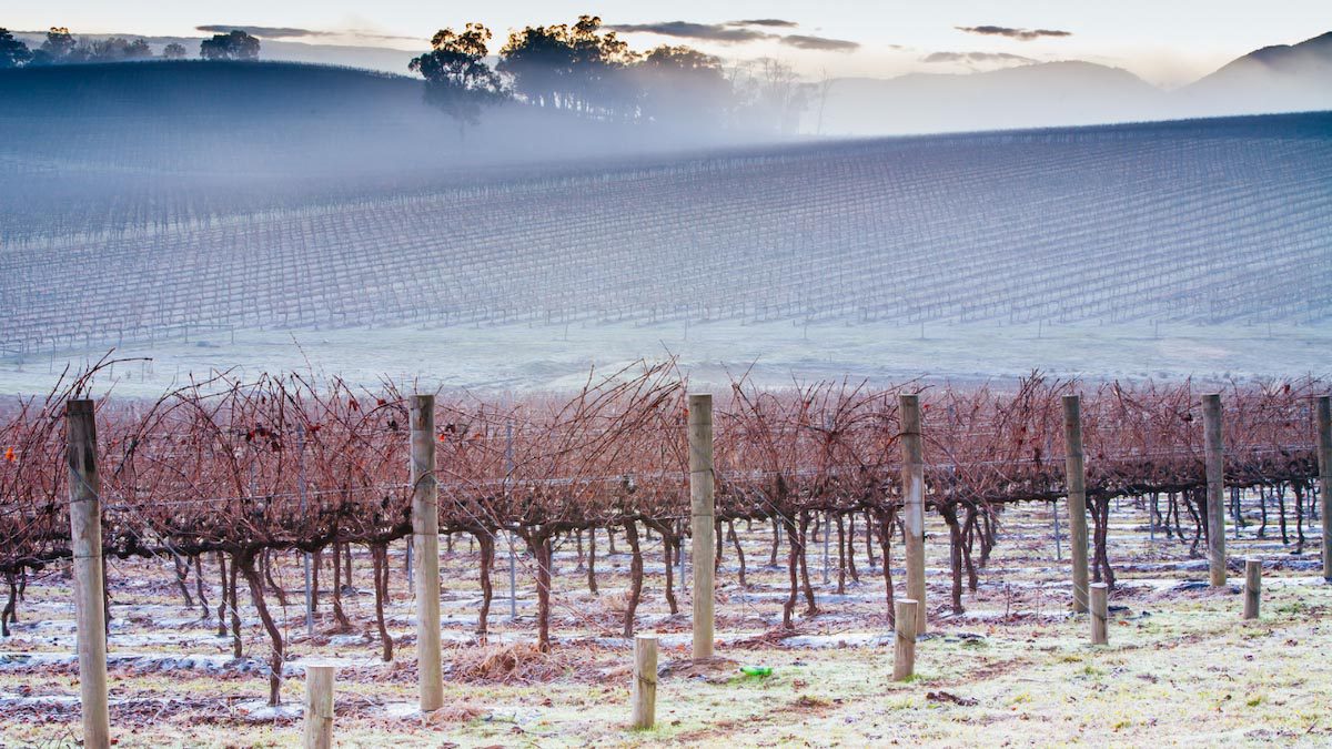 The Best Wine Regions in Australia - Yarra Valley