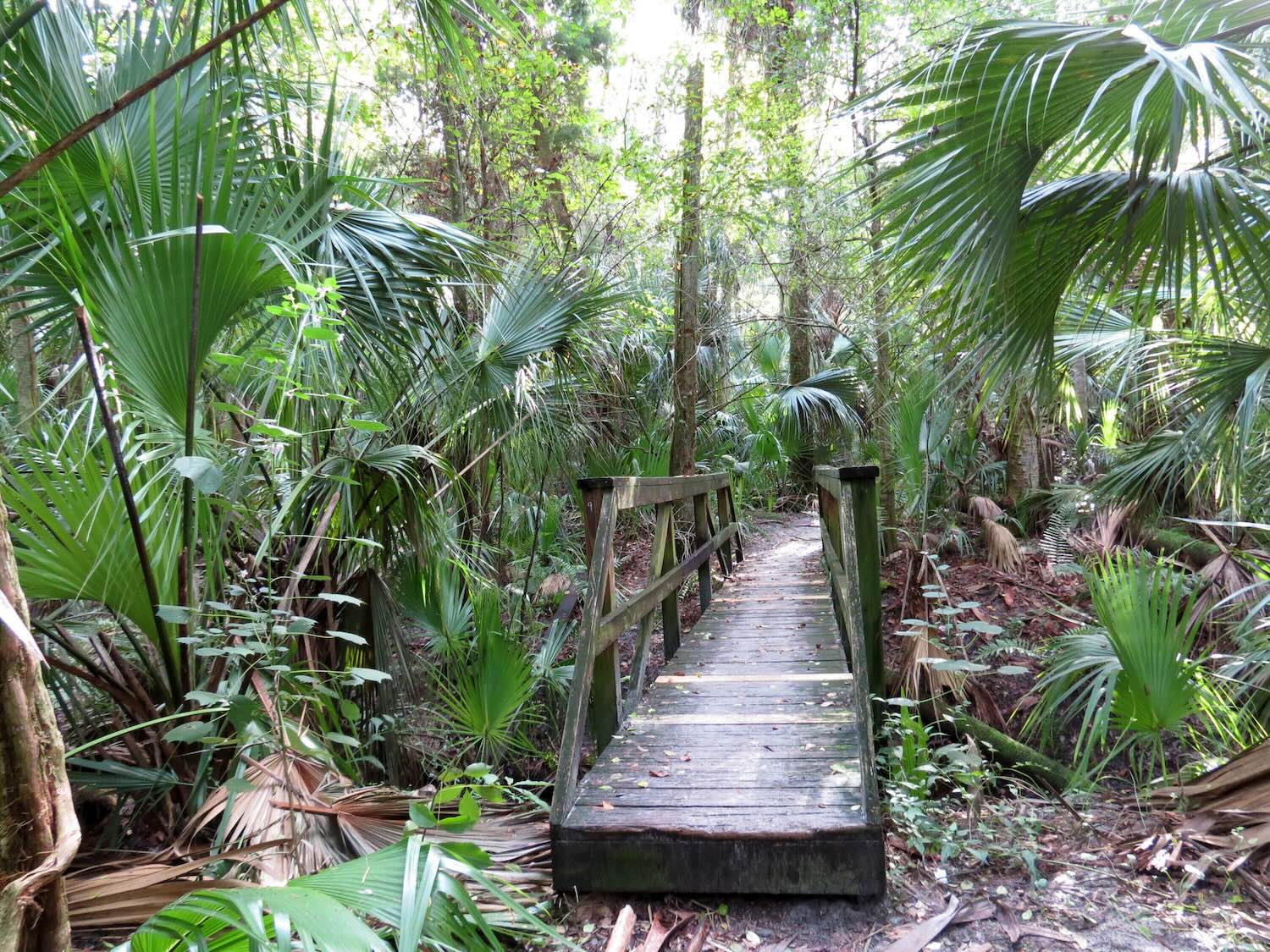 A bridge on the Florida Trail by Katja Schulz