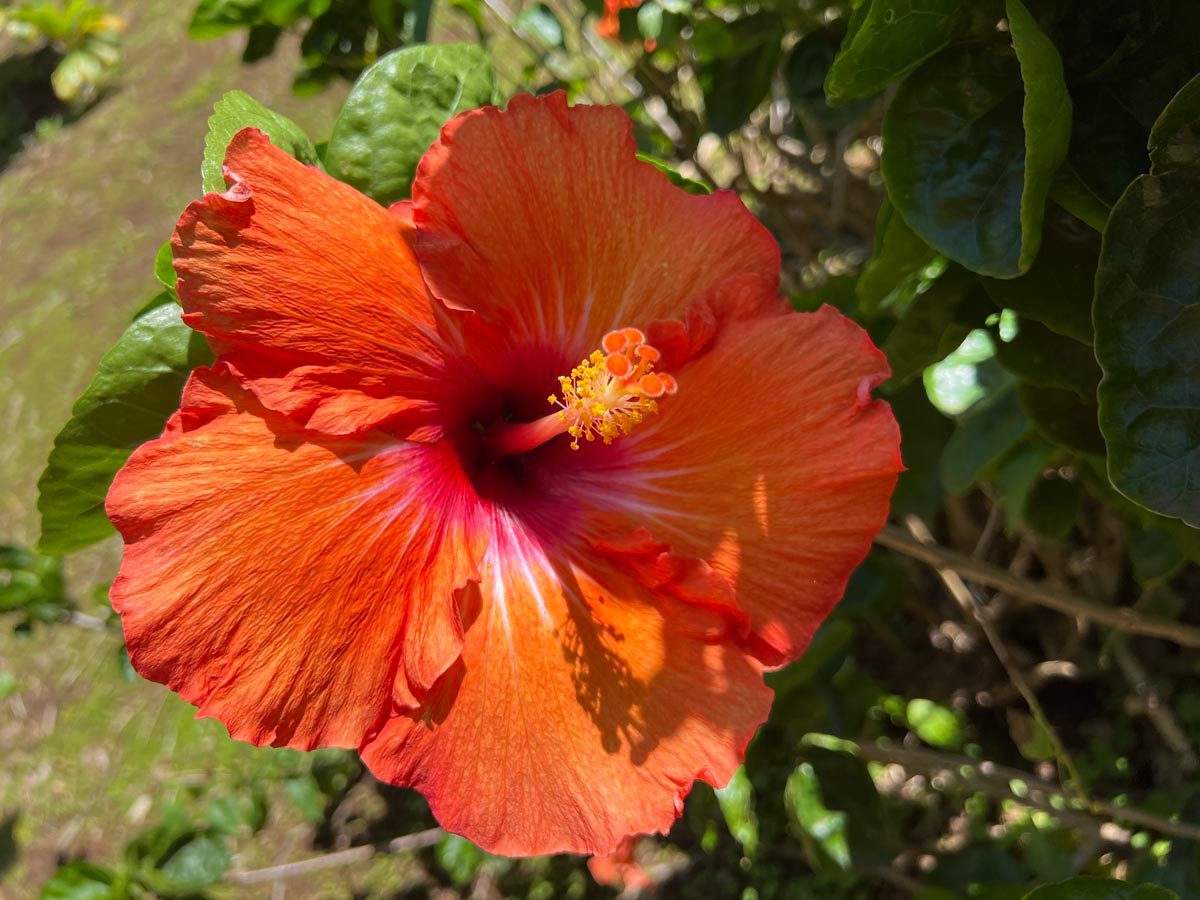 Orange hibiscus Pitcairn Island