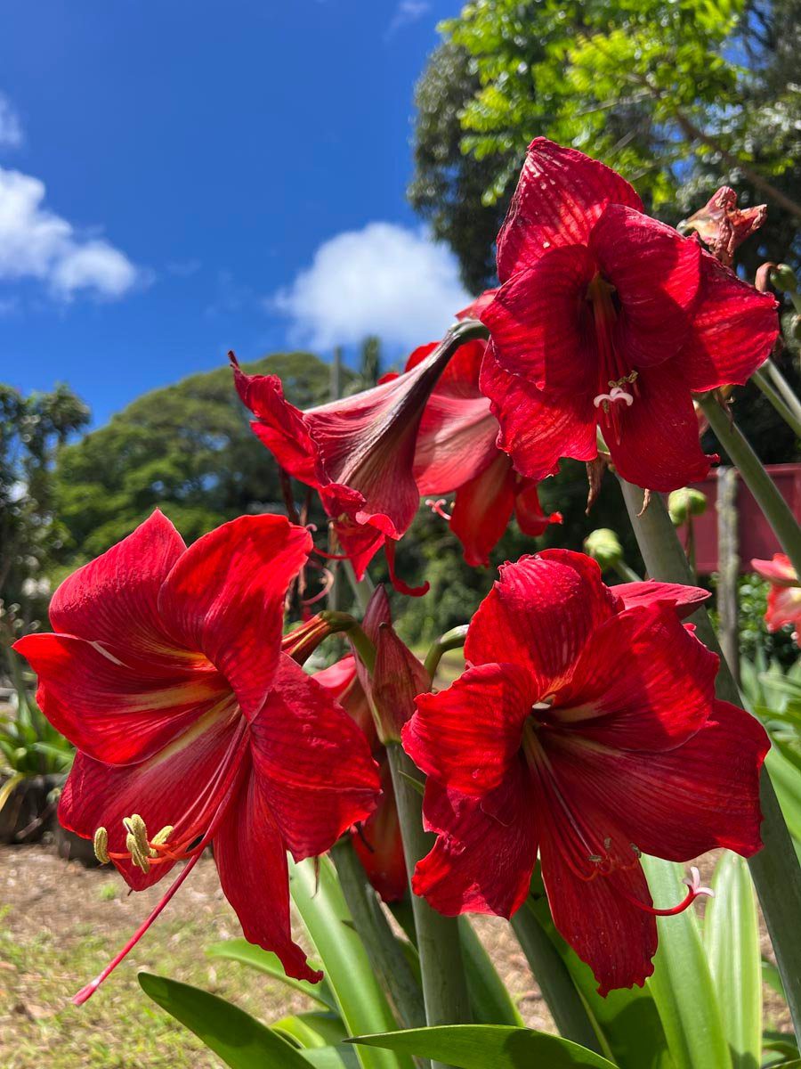 Red hibiscus Pitcairn Island