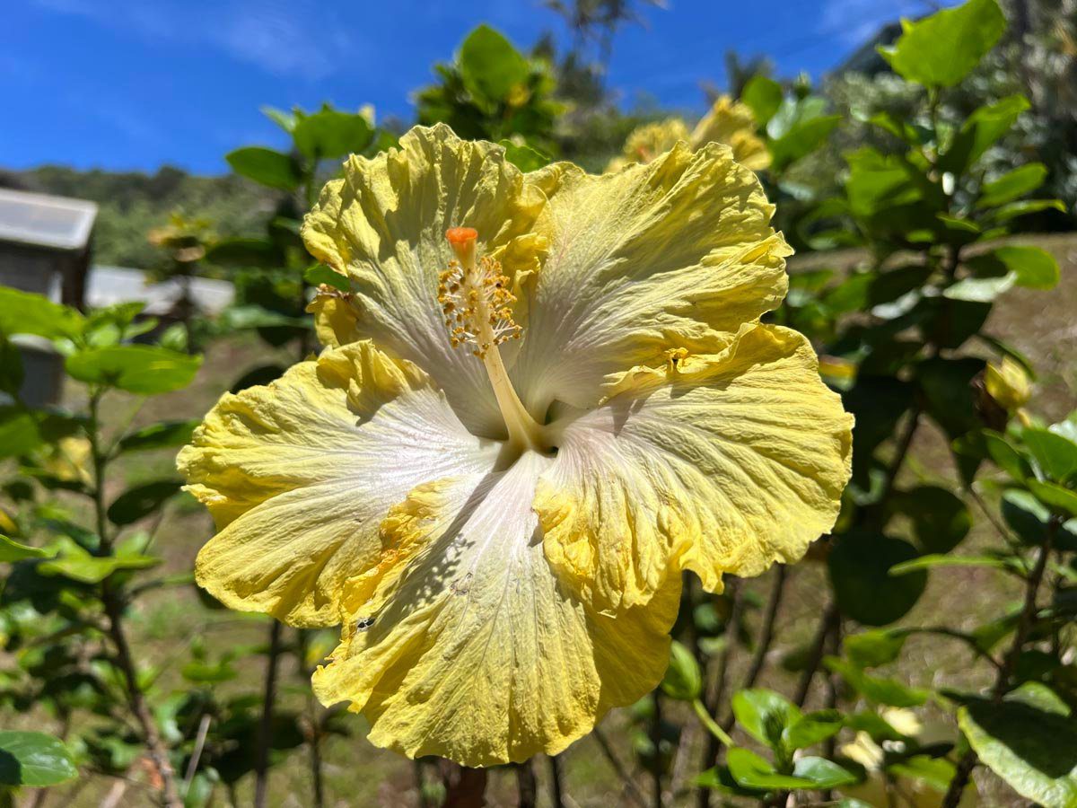 Yellow hibiscus Pitcairn Island