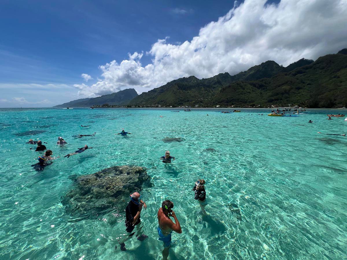 swimming with sharks and stingrays in moorea