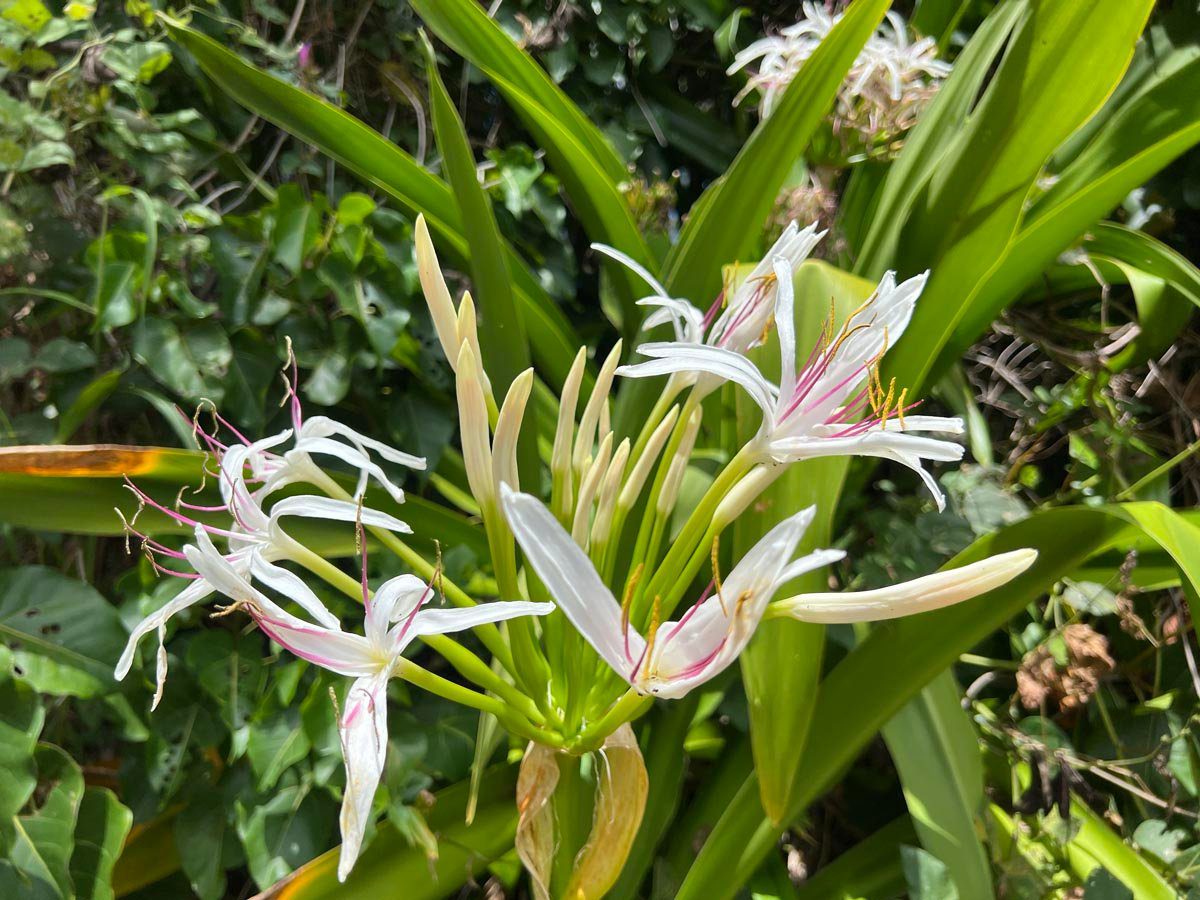 tropic flower in Pitcairn Island 2