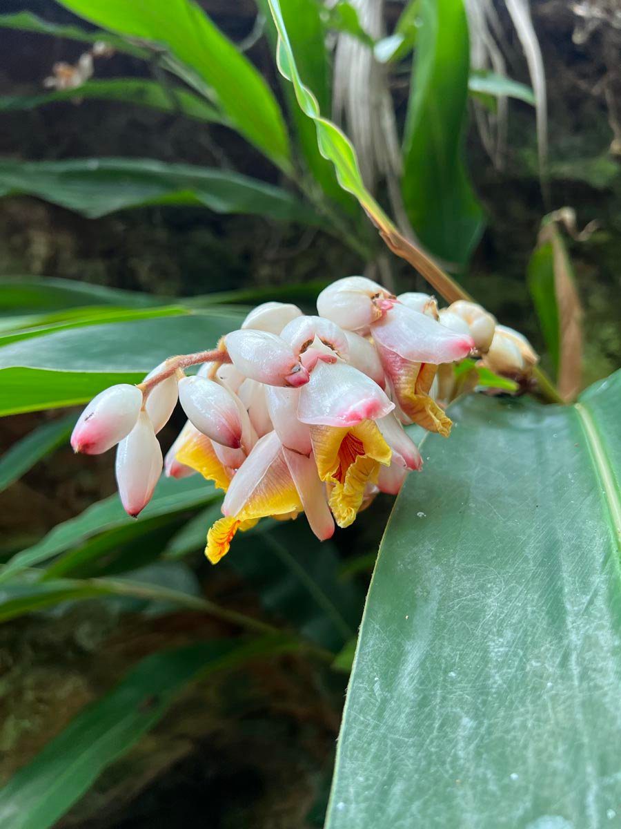 tropic flower in Pitcairn Island