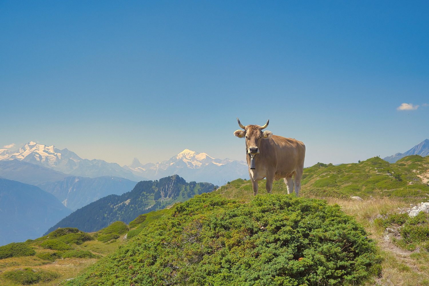 Cow in Aletsch region of Switzerland