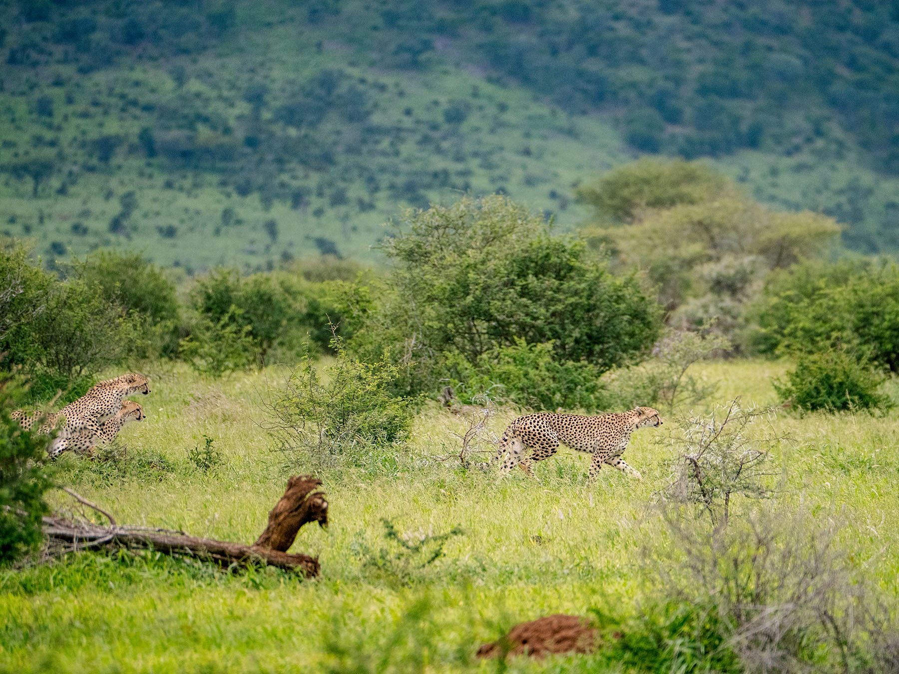 cheetah in Kruger National Park south africa