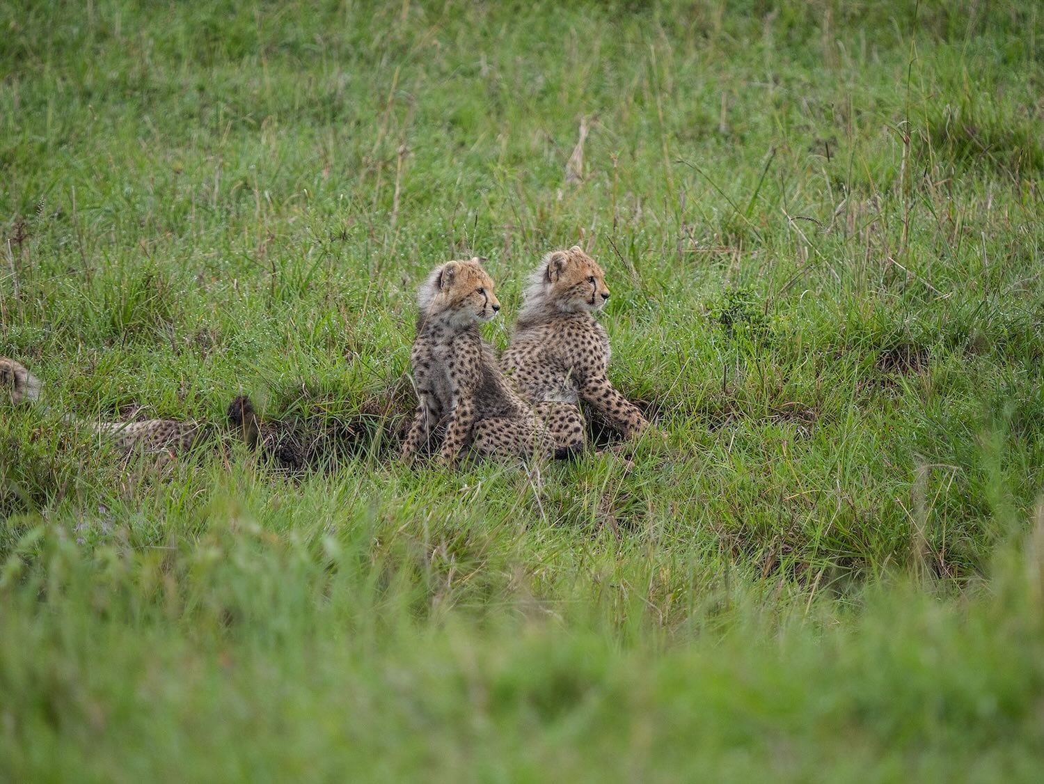 cheteahs in maasai mara national park - kenya