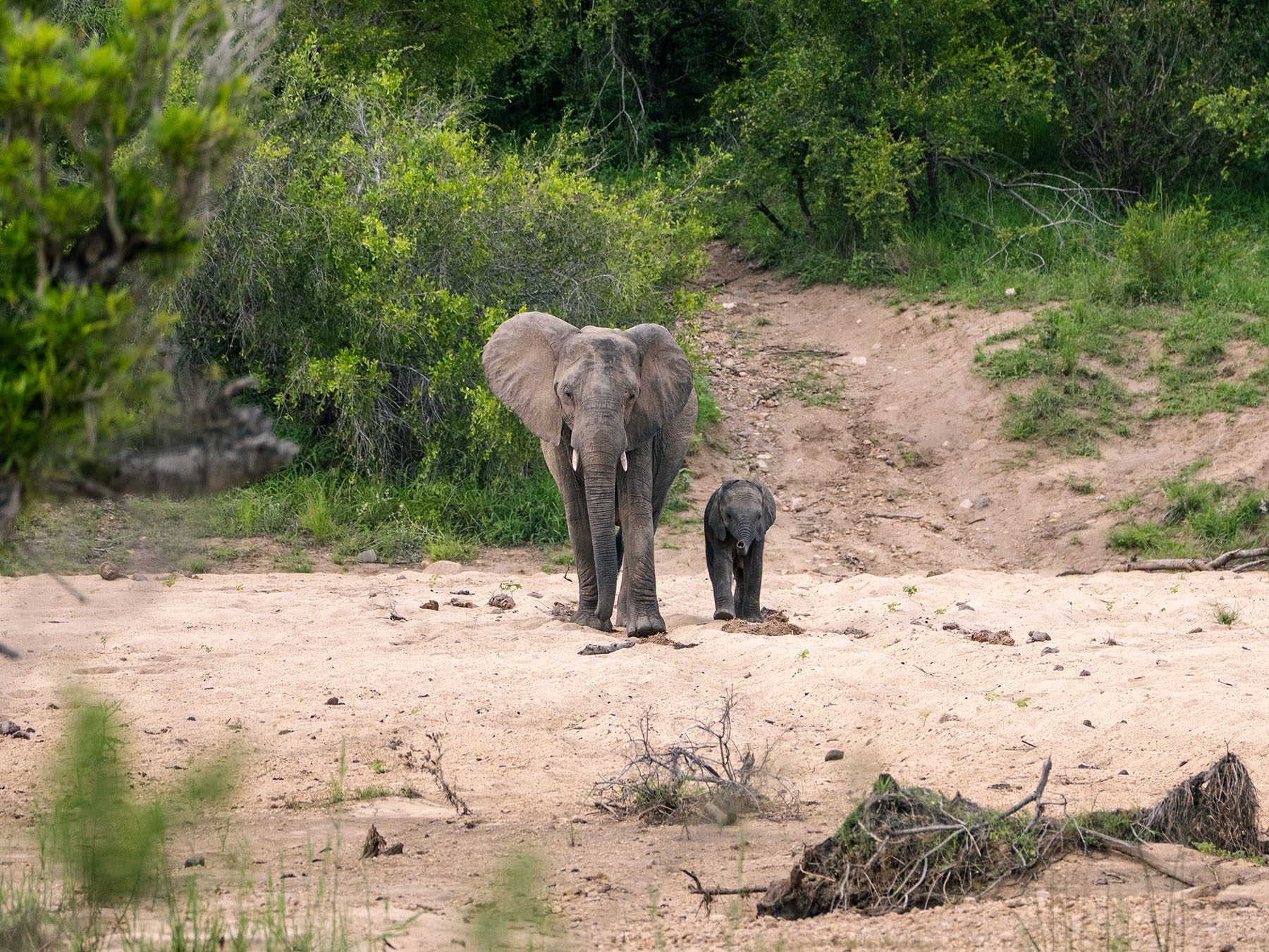 elephant in Addo Elephant National Park south africa
