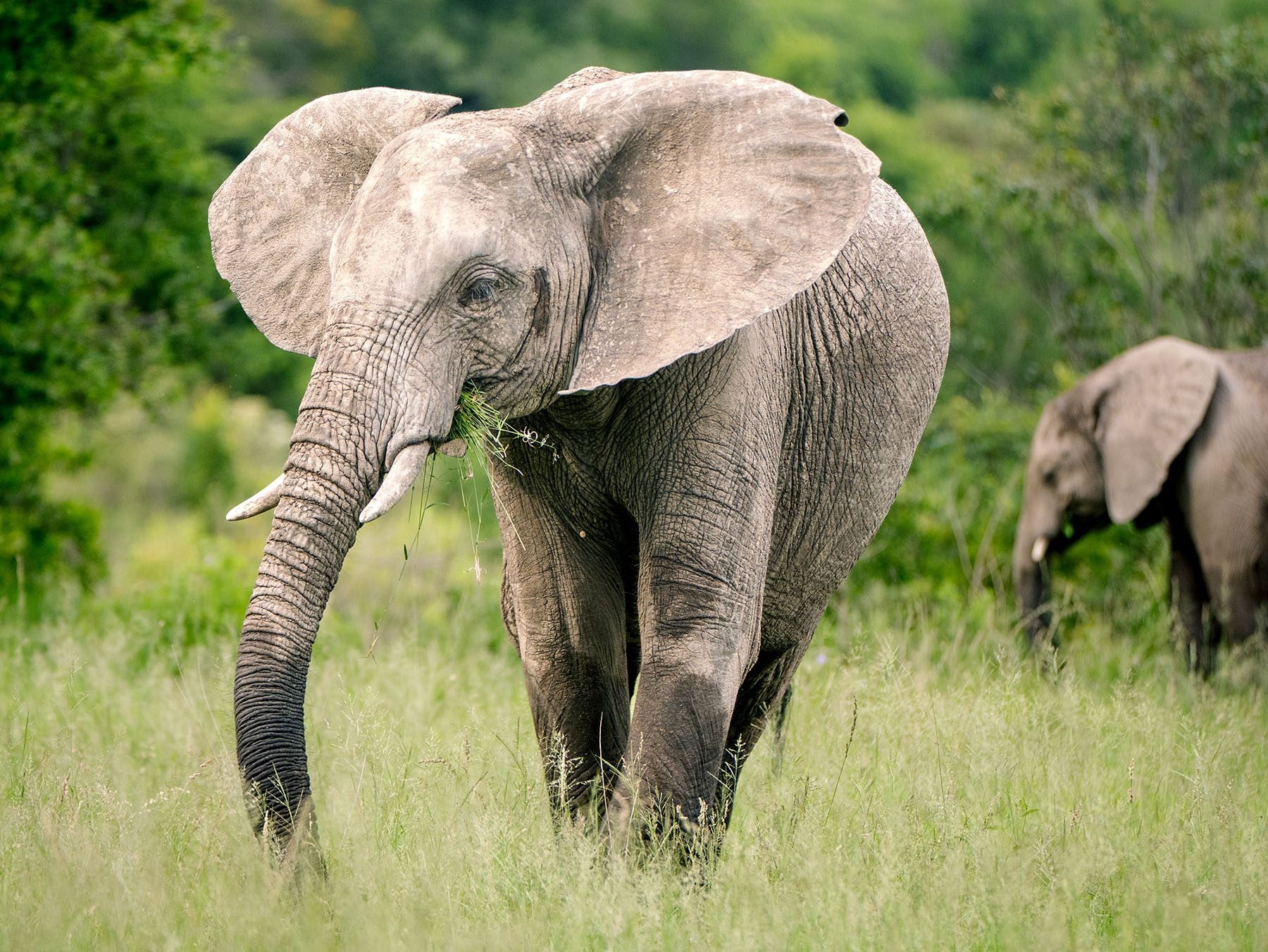elephant in Madikwe Game Reserve south africa