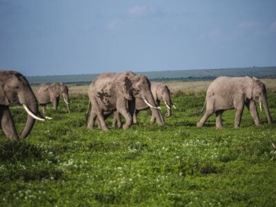 elephants in amboseli national park - kenya